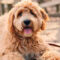 Bent Oaks Labradoodles Bent Oaks Labradoodles