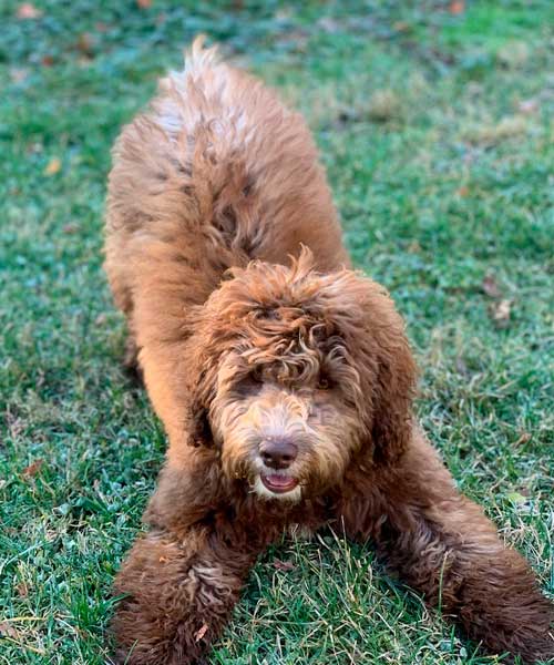 Are Labradoodles Smart