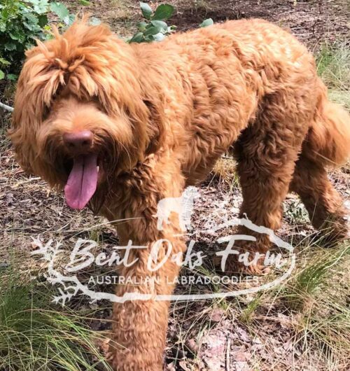 Beaus Belles Bent Oaks Authentic Australian Labradoodles