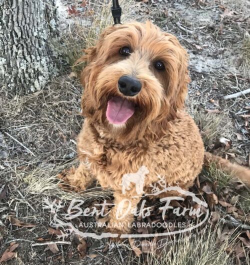 Beaus Belles Bent Oaks Authentic Australian Labradoodles