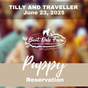 TILLY AND TRAVELLER  June 23, 2025