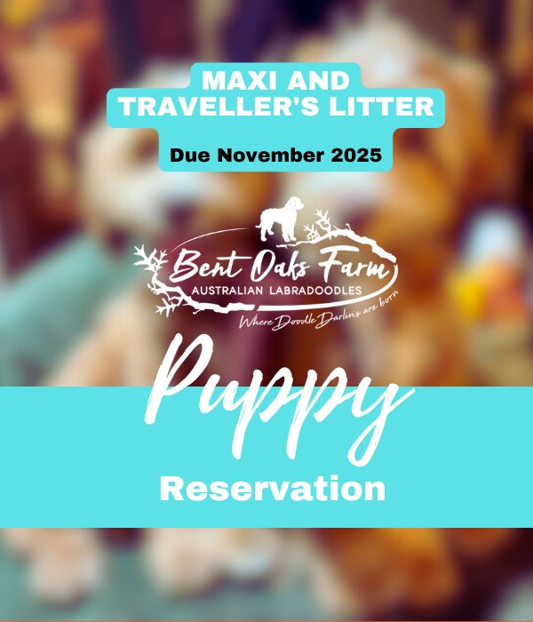 MAXI AND TRAVELLER'S LITTER Due November 2025