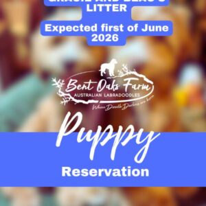 GRACIE AND BEAU'S LITTER Expected first of June 2026