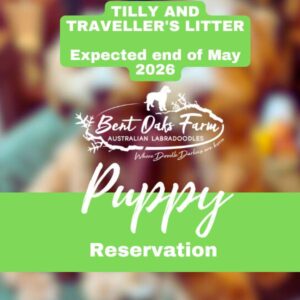 TILLY AND TRAVELLER'S LITTER Expected end of May 2026
