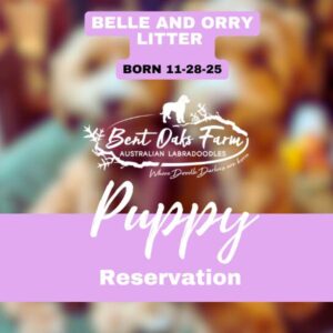 BELLE AND ORRY LITTER BORN 11-28-25